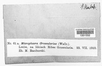 Microsphaera grossulariae image